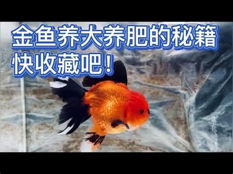 黑牡丹金魚壽命|黑牡丹金魚養殖懶人包